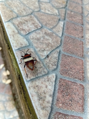 Largus balteatus