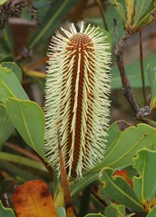 Banksia oreophila