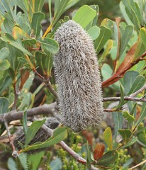 Banksia oreophila