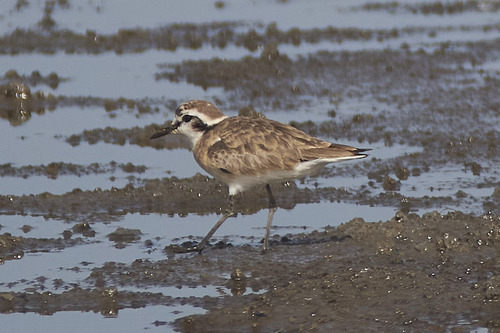 iNaturalist: (c) goblekitepe, some rights reserved (CC BY-NC) iNaturalist image