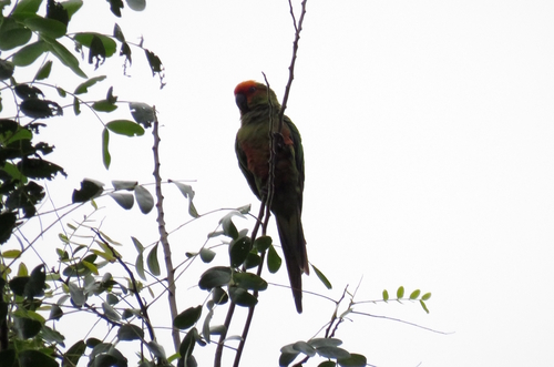 Golden-capped Parakeet