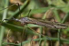 Paralimnophila