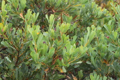 Banksia oreophila