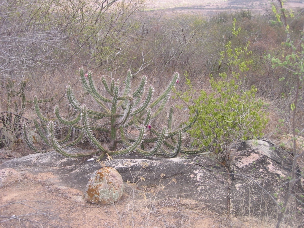 Xiquexique gounellei