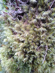 Thuidium peruvianum