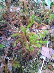 Dendroligotrichum