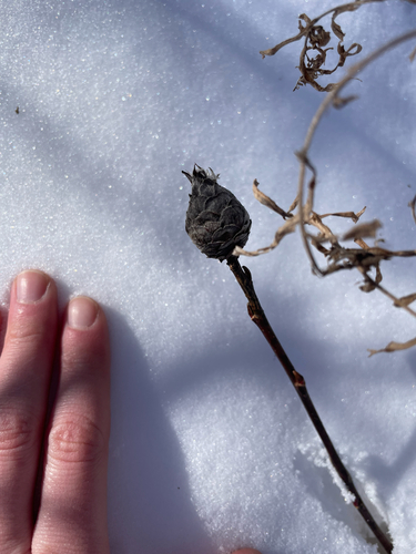 Unknown species found near Cranberry Rd, Finland, MN, US