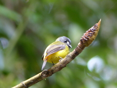 Myiotriccus ornatus