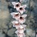 Gladiolus hollandii - Photo (c) Copris, algunos derechos reservados (CC BY-NC), subido por Copris