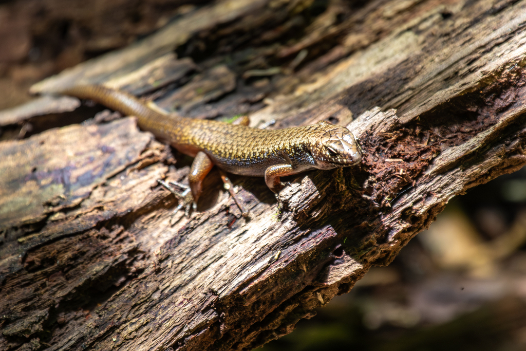 Andrew Ruthenberg Blue-speckled Forest Skink from Mount Glorious QLD 4520, Australia on ...