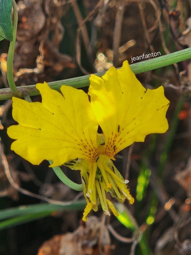 Canary-creeper (Tropaeolum peregrinum)
