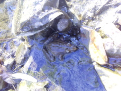 Lithobates magnaocularis