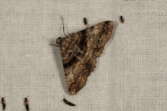 Gastrinodes argoplaca