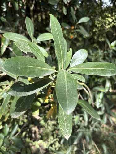 Coprosma lucida observed 2026-02-28