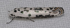 Ethmia bittenella