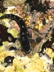 Istiblennius