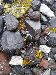 Sadocus polyacanthus