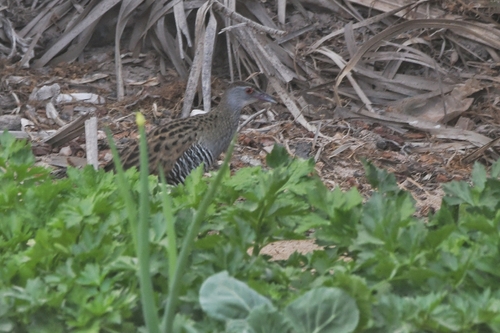 iNaturalist image