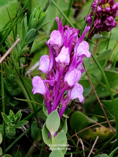 Linaria virgata
