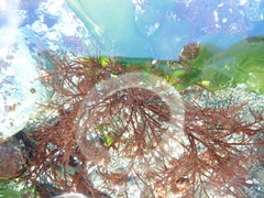 Cryptosiphonia woodii