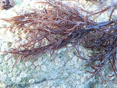 Cryptosiphonia woodii