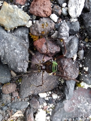 Sadocus polyacanthus