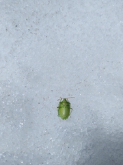 Sinopla perpunctatus