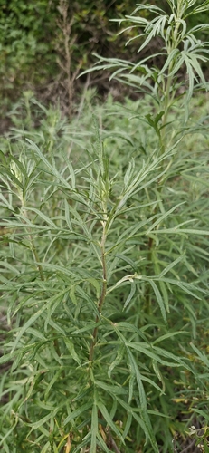 San Diego Sagewort (Artemisia palmeri)
