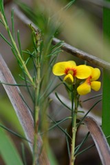 Pultenaea mollis