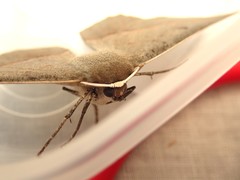 Phallaria ophiusaria