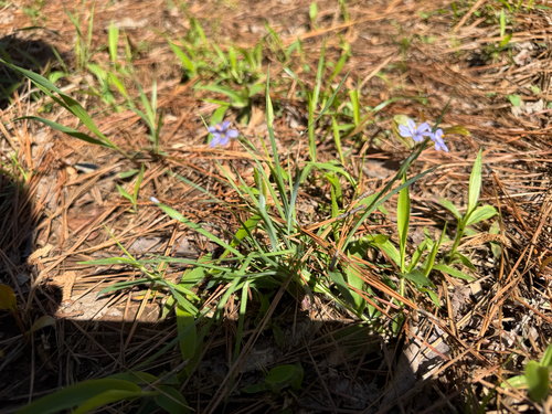Elizabeth's Blue-eyed Grass (Sisyrinchium elizabethiae)