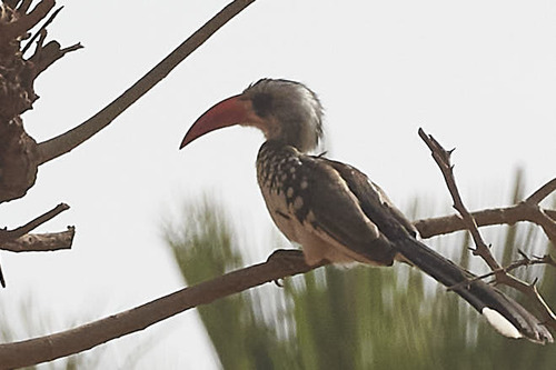 Western Red-billed Hornbill