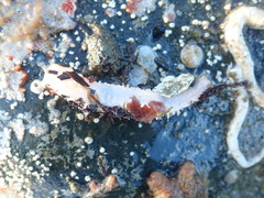 Eupentacta quinquesemita