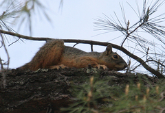 Sciurus nayaritensis