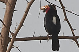 Bearded Barbet