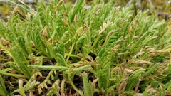 Erigeron cardaminifolius