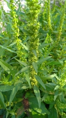Rumex dentatus