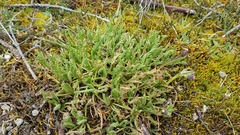 Erigeron cardaminifolius