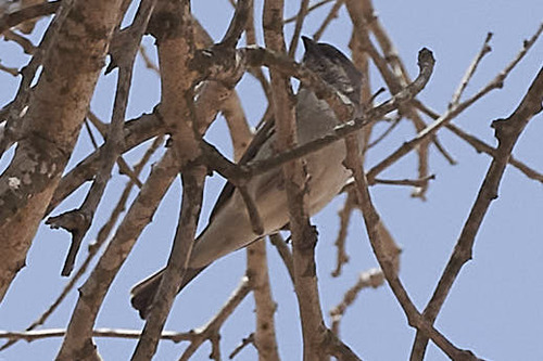 Northern Grey-headed Sparrow