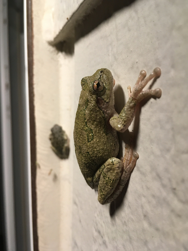 Gray Treefrog Species Complex photographed in Minnesota