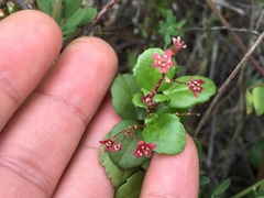 Ribes viburnifolium