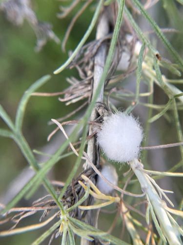 Unknown species found near Clayton, CA, US