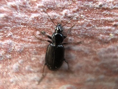 Agonum