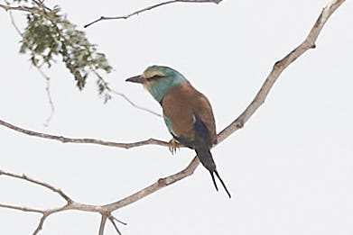 Abyssinian Roller