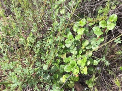 Ribes viburnifolium