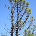Knobcone Pine - Photo (c) kevinhintsa, some rights reserved (CC BY-NC), uploaded by kevinhintsa