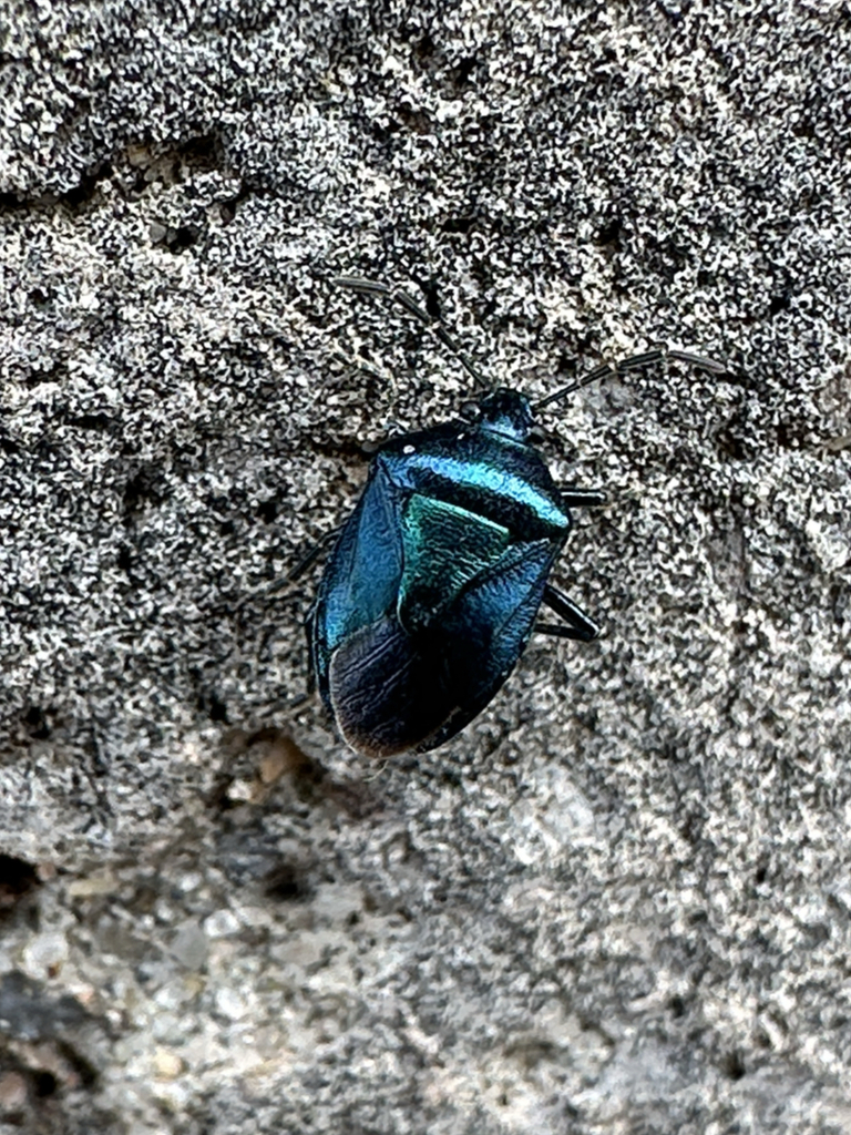 Blue Shield Bug
