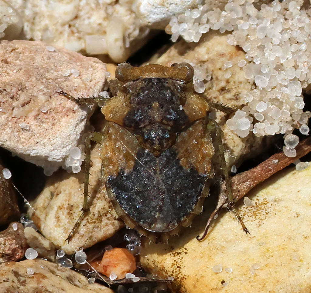 Big-eyed Toad Bug in May 2023 by Ron Goetz. One of several along the ...