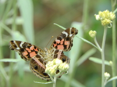 Vanessa myrinna