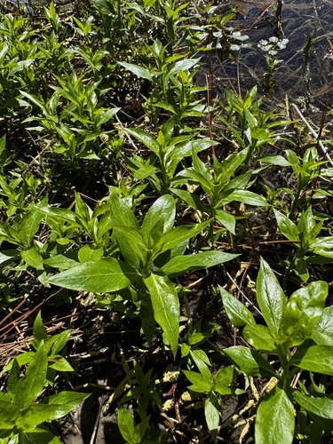Oneflower False Fiddleleaf (Hydrolea uniflora)